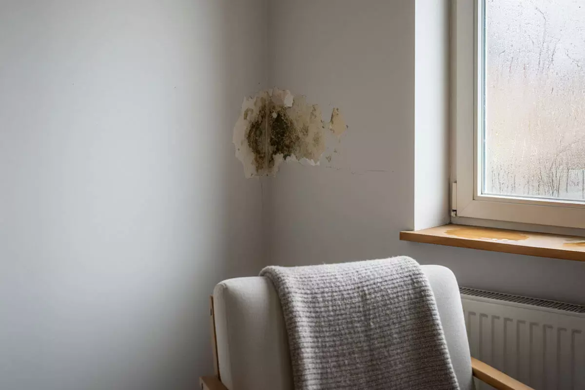 protector vochtproblemen gezondheid protector vochtproblemen gezondheid